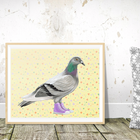 Pigeon illustration, Pigeon painting, Amélie Legault, Montreal animal, converse illustration, converse shoes, converse painting, art print, artwork, canadian artist