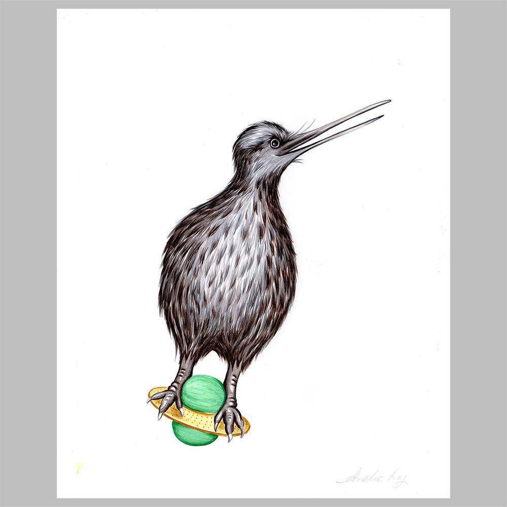 Kiwi bird illustration, amelie legault, original artwork. pogo ball, new zealand